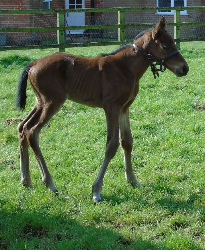 2024 colt by Teofilo